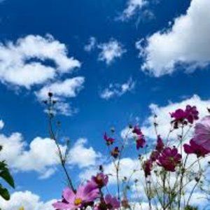 Meet your Posher, Chloe